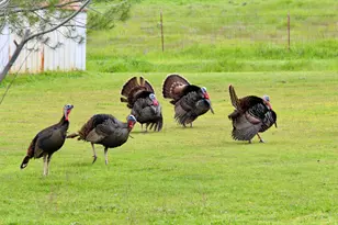 7622 Sagebrush Ln, Wallace, CA 95254 - Photo 62