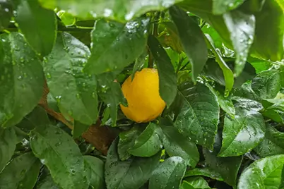 1683 Portabella Place, Manteca, CA 95336 - Photo 50