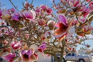 14310 Cedar Valley Dr, Lathrop, CA 95330 - Photo 4