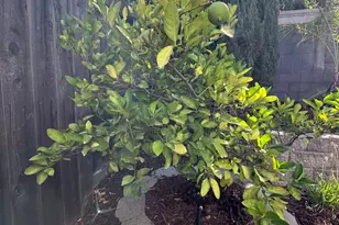 2209 Coryton Ln, Roseville, CA 95747 - Photo 22