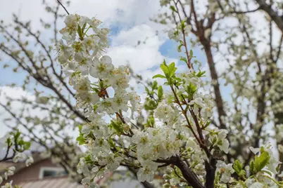 1633 Amanda Court, Stockton, CA 95209 - Photo 50