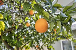 145 Oak Ridge Dr, Ione, CA 95640 - Photo 54