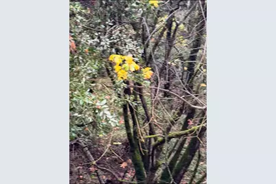 15234 Stormy Lane, Glencoe, CA 95232 - Photo 12