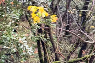 15234 Stormy Ln, Glencoe, CA 95232 - Photo 12