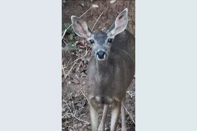15234 Stormy Lane, Glencoe, CA 95232 - Photo 28