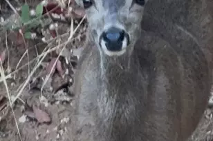 15234 Stormy Ln, Glencoe, CA 95232 - Photo 28