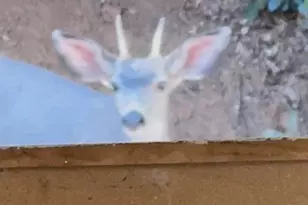 15234 Stormy Ln, Glencoe, CA 95232 - Photo 16