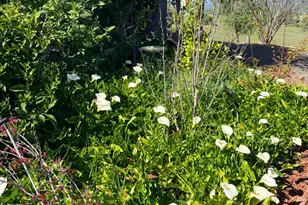 9556 Banderilla Dr, La Grange, CA 95329 - Photo 52