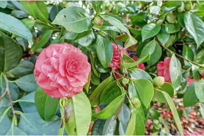 14017 Lague Lane, Grass Valley, CA 95949 - Photo 60