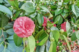 14017 Lague Ln, Grass Valley, CA 95949 - Photo 60