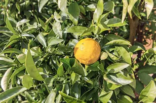 9272 Salmon Creek Dr, Elk Grove, CA 95624 - Photo 48