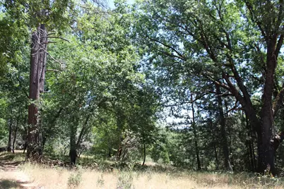 901 Bald Mountain Road, West Point, CA 95255 - Photo 4