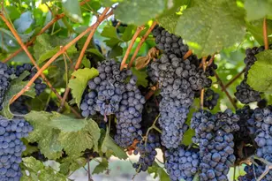 53140 S River Rd, Clarksburg, CA 95612 - Photo 46