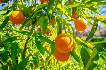 5129 Illinois Avenue, Fair Oaks, CA 95628 - Photo 58