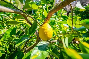 5129 Illinois Ave, Fair Oaks, CA 95628 - Photo 56