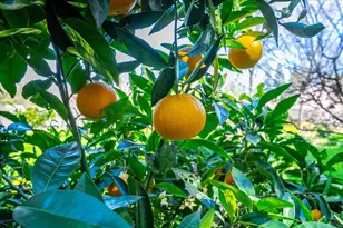 5129 Illinois Ave, Fair Oaks, CA 95628 - Photo 58