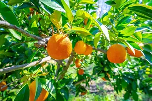 5129 Illinois Ave, Fair Oaks, CA 95628 - Photo 56