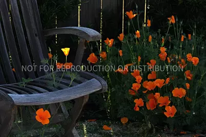 4544 Stone Ranch Drive, Folsom, CA 95630 - Photo 52