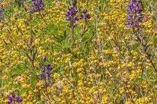 10952 Gopher Mine Trail, Grass Valley, CA 95949 - Photo 96