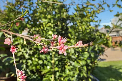 4233 Five Mile Drive, Stockton, CA 95219 - Photo 44