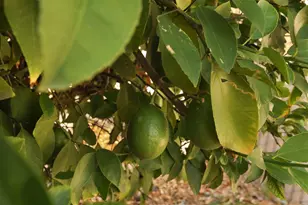 Tam O Shanter, Stockton, CA 95210 - Photo 28