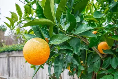 4448 Garbo Way, Antelope, CA 95843 - Photo 36