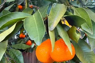 12609 Quail Hollow Dr, Auburn, CA 95603 - Photo 74