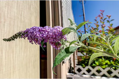 Dalewood Way, Grass Valley, CA 95949 - Photo 50