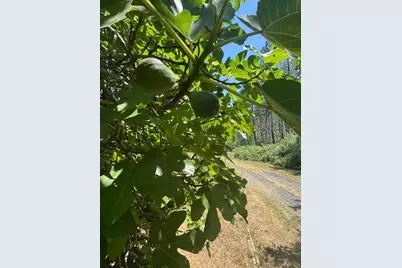 3738 Pinkston Canyon, Oroville, CA 95965 - Photo 16