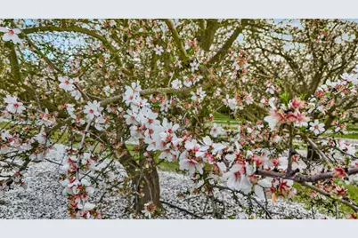 3320 W Durham Ferry Road, Tracy, CA 95304 - Photo 74