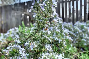 12383 Rough and Ready Hwy, Grass Valley, CA 95945 - Photo 56