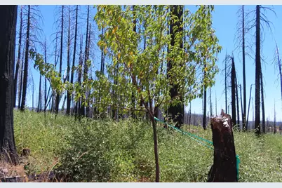 4817 Sciaroni Road, Grizzly Flats, CA 95636 - Photo 16