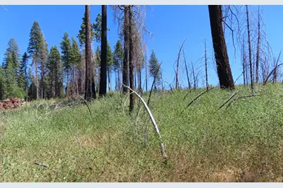 4817 Sciaroni Road, Grizzly Flats, CA 95636 - Photo 22