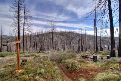 5308 Wooded Glen Road, Grizzly Flats, CA 95636 - Photo 2