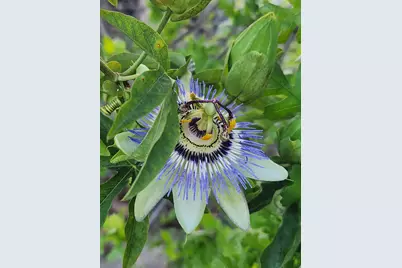 3451 Mabel, Sacramento, CA 95838 - Photo 32