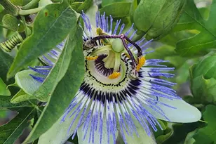 3451 Mabel, Sacramento, CA 95838 - Photo 32