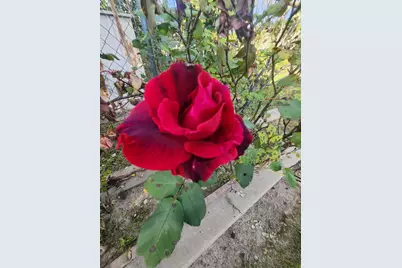 3451 Mabel, Sacramento, CA 95838 - Photo 40