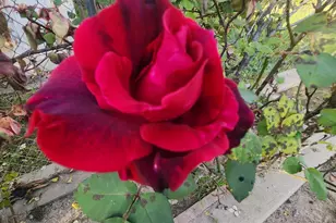 3451 Mabel, Sacramento, CA 95838 - Photo 40