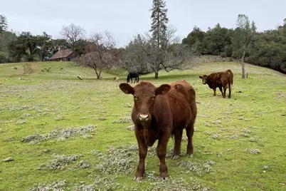 3000 Sheep Ranch Road, Murphys, CA 95247 - Photo 68