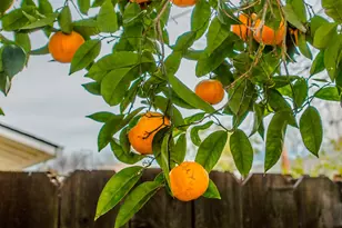 1 Locust St, Woodland, CA 95695 - Photo 48