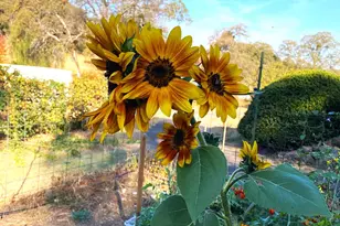 22801 Hidden Ranch Rd, Auburn, CA 95602 - Photo 82