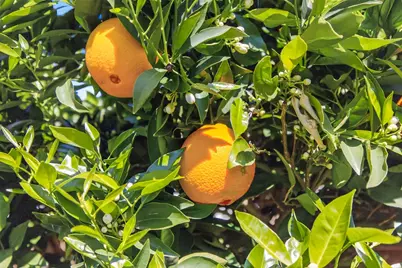 9074 Paseo Grande Way, Elk Grove, CA 95758 - Photo 42