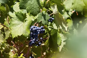 16354 Alexandra Way, Grass Valley, CA 95949 - Photo 6