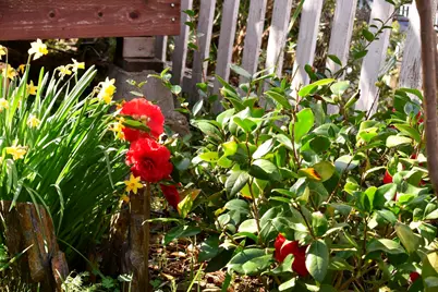 126 Center Street, Jackson, CA 95642 - Photo 76