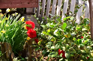 126 Center St, Jackson, CA 95642 - Photo 76