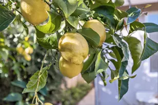 139 Ainger Cir, Sacramento, CA 95835 - Photo 38