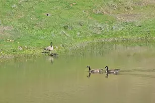 5979 Tapadero St, Angels Camp, CA 95222 - Photo 4