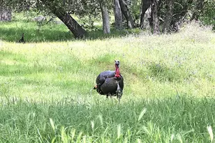 Wards Ferry Rd, Sonora, CA 95370 - Photo 22