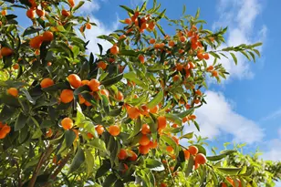 64 E Noble St, Stockton, CA 95204 - Photo 32