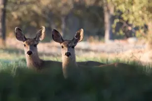 383 Quail Crk Dr, Copperopolis, CA 95228 - Photo 16